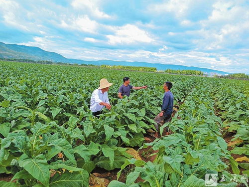江川区积极调整星云湖径流区作物种植结构