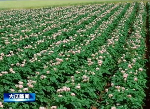 大庆市经济作物种植面积突破79万亩