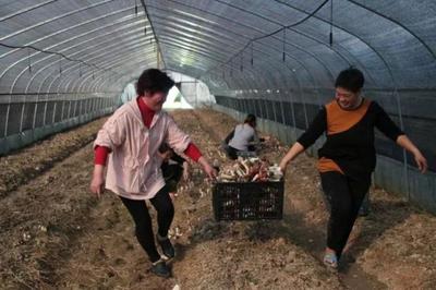 湘潭:韶山年轻人把种植“赤松茸”做成产业,好吃还可以扶贫