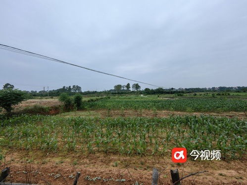 现实版 改稻为桑 南昌进贤县数百亩耕地种满桑树复耕难凤凰网江西 凤凰网