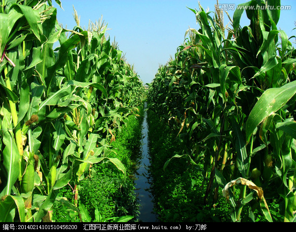 玉米种植,农作物,植物花草