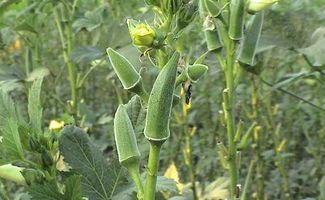 有蔬菜王之称的黄秋葵,延缓衰老,农民种植只需四点,稳产又增收
