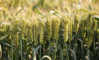 农村种冬小麦,不是冬小麦破土慢,就是麦苗黄瘦,该如何解决呢