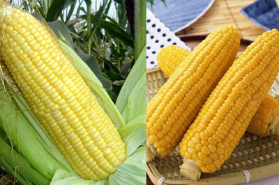 【图】玉米的功效与作用 常见却不寻常的长寿食物