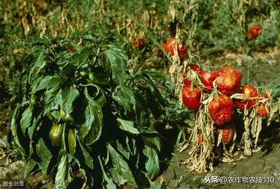 反季节大棚辣椒种植,该如何防治萎蔫、早衰现象呢?