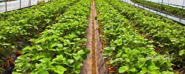 农民如何通过种植致富?视频解析最佳农作物选择与种植技术