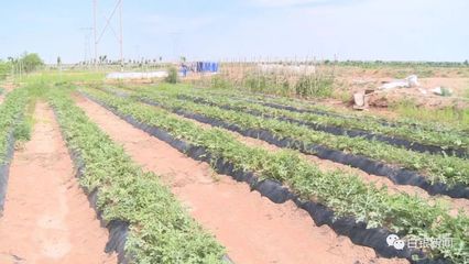 想知道景泰三道梁村如何在盐碱地里养鱼虾,种植农作物?一起来了解吧!