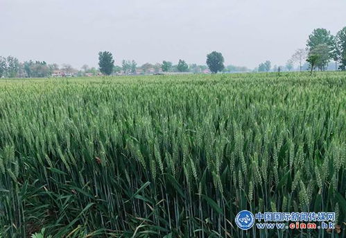 运用ls量子微生物技术,助力健康农业发展