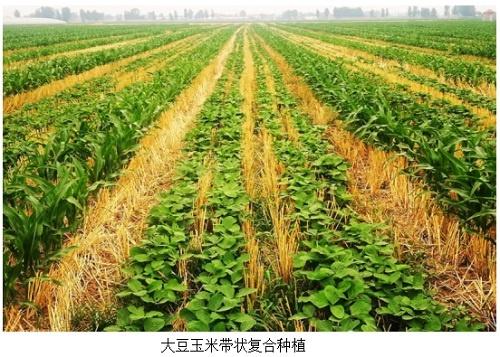 大豆玉米带状复合种植田杂草防控技术