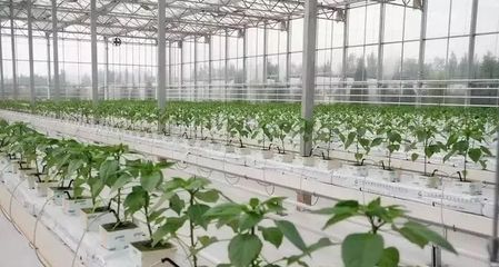 干货|有机蔬菜种植实施方案与有机肥补贴出炉了!