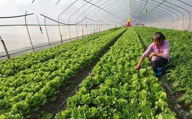 重茬能造成哪些严重的后果呢?