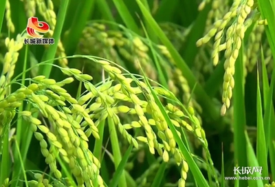 河北:秋季农作物丰收在望 种植结构明显优化