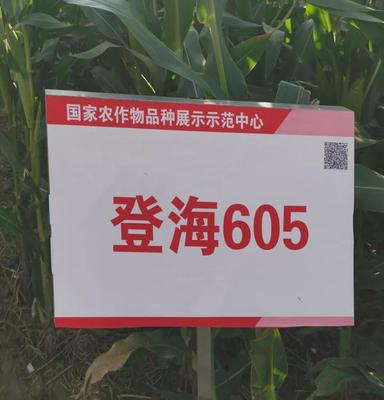 智慧产粮、科学减损 托普助力中国饭碗装满优质粮