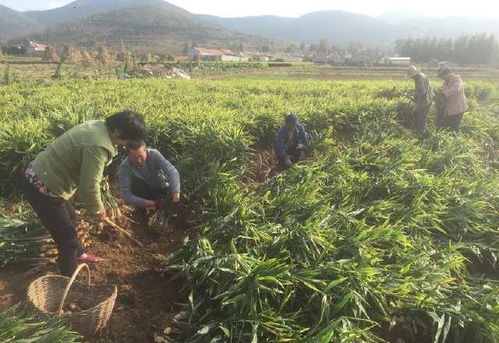 农民种这个农作物,亩产7000斤一亩地收入过万元