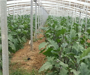 许昌农作物基地,河南农作物开发,许昌最大的种植基地