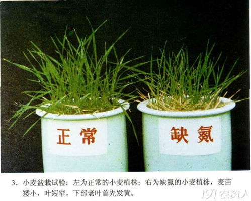 缺少根元素怎么解决 作物缺少氮磷钾的症状识别