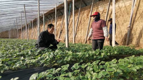45秒 寒潮来袭 看潍坊昌邑如何为设施农业 防寒保暖