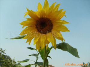 新鲜蔬菜 北京兴庞农业有限责任公司