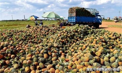 菠萝一斤2元,凤梨卖9元,为何农民不选择种植凤梨