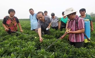 这几种肥料巧妙用,不用打药也能轻松防治作物多种病虫害