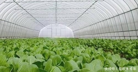 农民如何提高种植收入,规避风险,避开种植产能过剩的农作物?