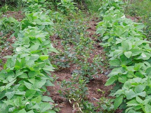 金银花套种作物如何选择,以及套种技术要点