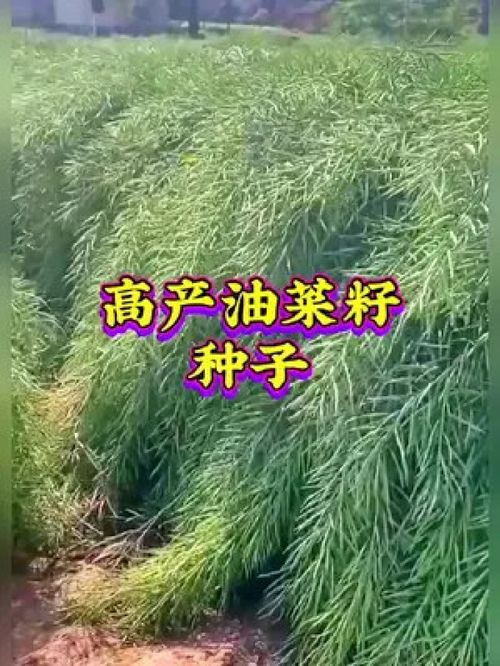 服务三农 农业种植 优质农产品