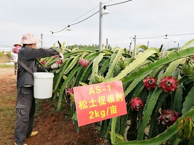土壤调理与修护对经济作物种植的影响