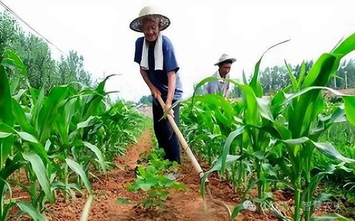 如何在保留小农经济优势的同时,实现规模经营和现代化生产
