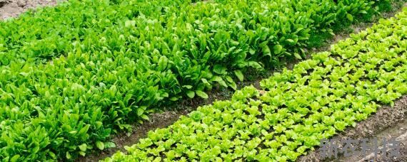 秋季种植什么农作物 南方秋季种植什么农作物好