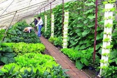 村官尝试种植新品农作物,带动乡亲实现瓜菜种植零突破