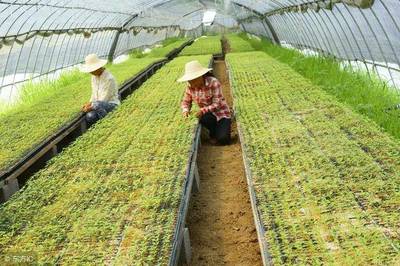 农产品及植物中农药残留污染的来源及检验方法
