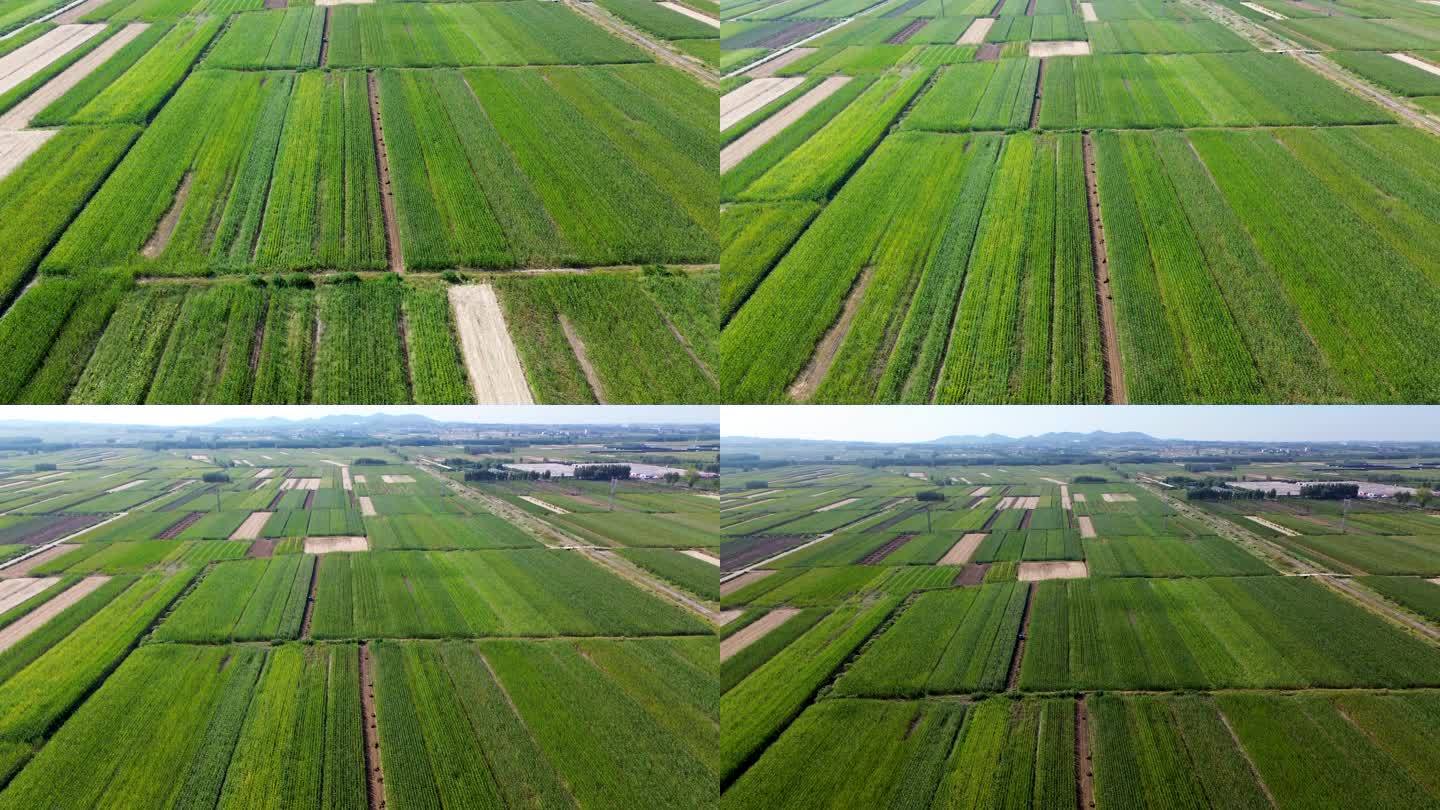 鸟瞰乡村农作物基本农田风景