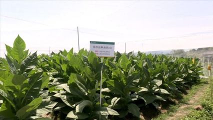 连城县开展高效经济作物的引种试验和示范种植