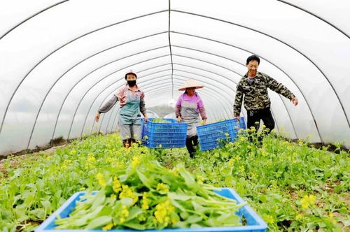 来了 庆丰农民500多亩蔬菜抢 鲜 上市
