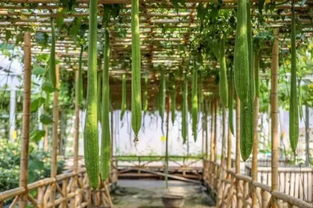 免费 深圳这个地方150亩油菜花盛开啦 大部分人还不知道