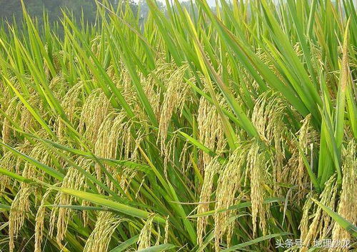 世界三大粮食作物的种植区域分布