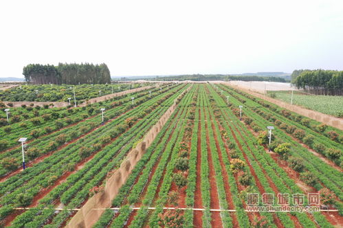 荔枝红拔穷根 湛江田丰村扶贫工作 丰收