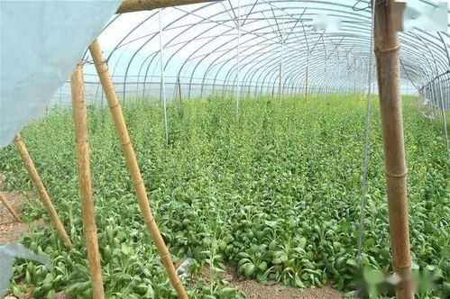 农民转型经济作物,不管投入大小,3个细节决定种植成败