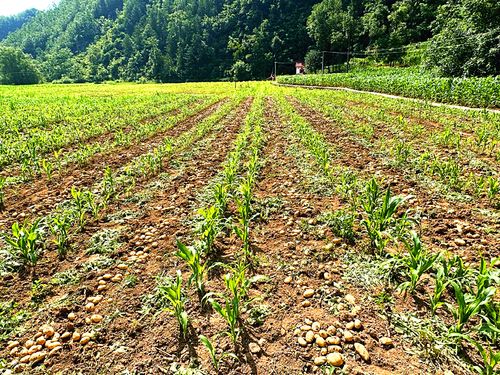 抢夏收 抓夏种 奋力落实粮食生产任务