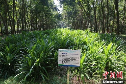 耕作学博士 我为海南橡胶树寻找 种植搭子