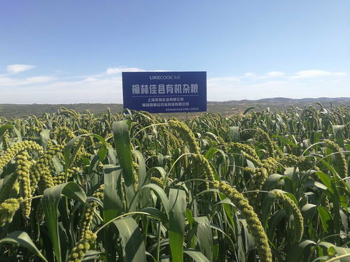 高粱米这样吃准没错 试试看吧
