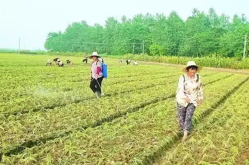复硝酚钠,用处很大 各种作物怎么用 答案来啦