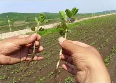你种植的农作物根系生长慢,原来是这些因素导致的!