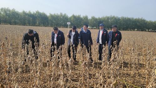 盐碱地也能种出 金豆子 浩淞农业盐碱地作物栽培技术有新突破