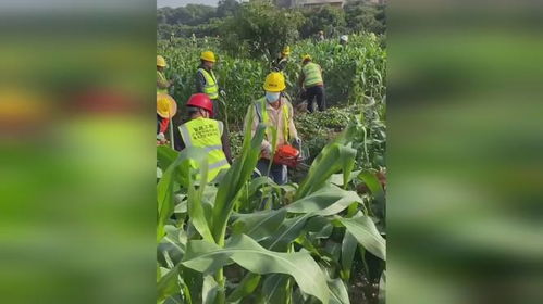 传村民在基本农田种非粮食作物 大量工作人员持电锯到场清除