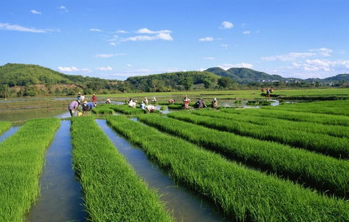 中检联合体 山西原平市市场监管局创建标准化示范区推进特色高效农业