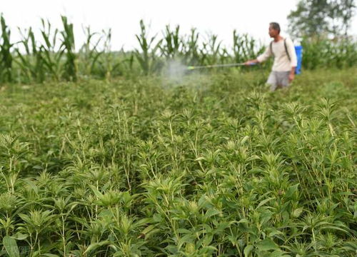 2022年种什么赚钱 4种类型的作物作参考,好好种亩收益很高