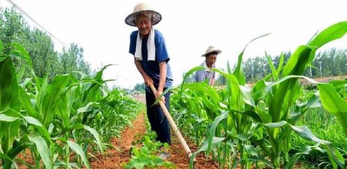 玉米涨价,化肥随后就跟着涨,农民也有预料,到底是谁在抬价