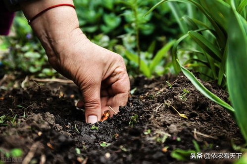 西非竹芋含有最甜的物质,吃了不会发胖升血糖,国内为啥没有种植